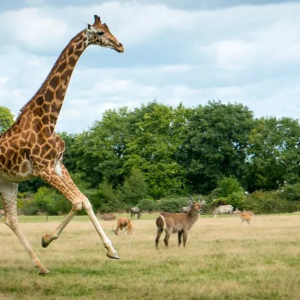 ExtensionPhotoshop_Image (9)